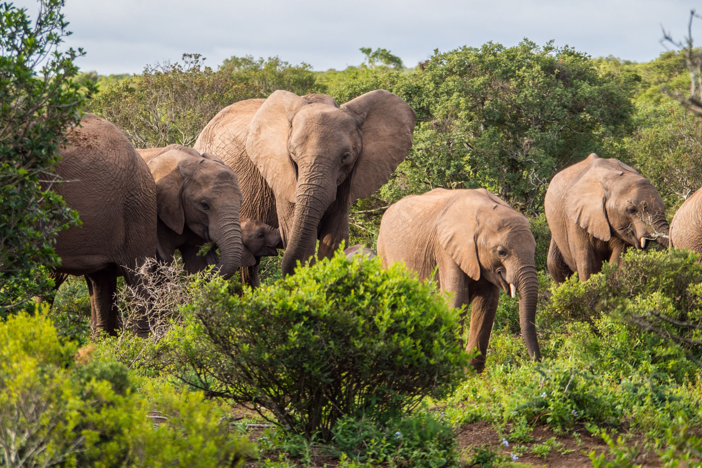 Self-Guided Safari in Addo Elephant National Park - 8 Facts | Weather ...