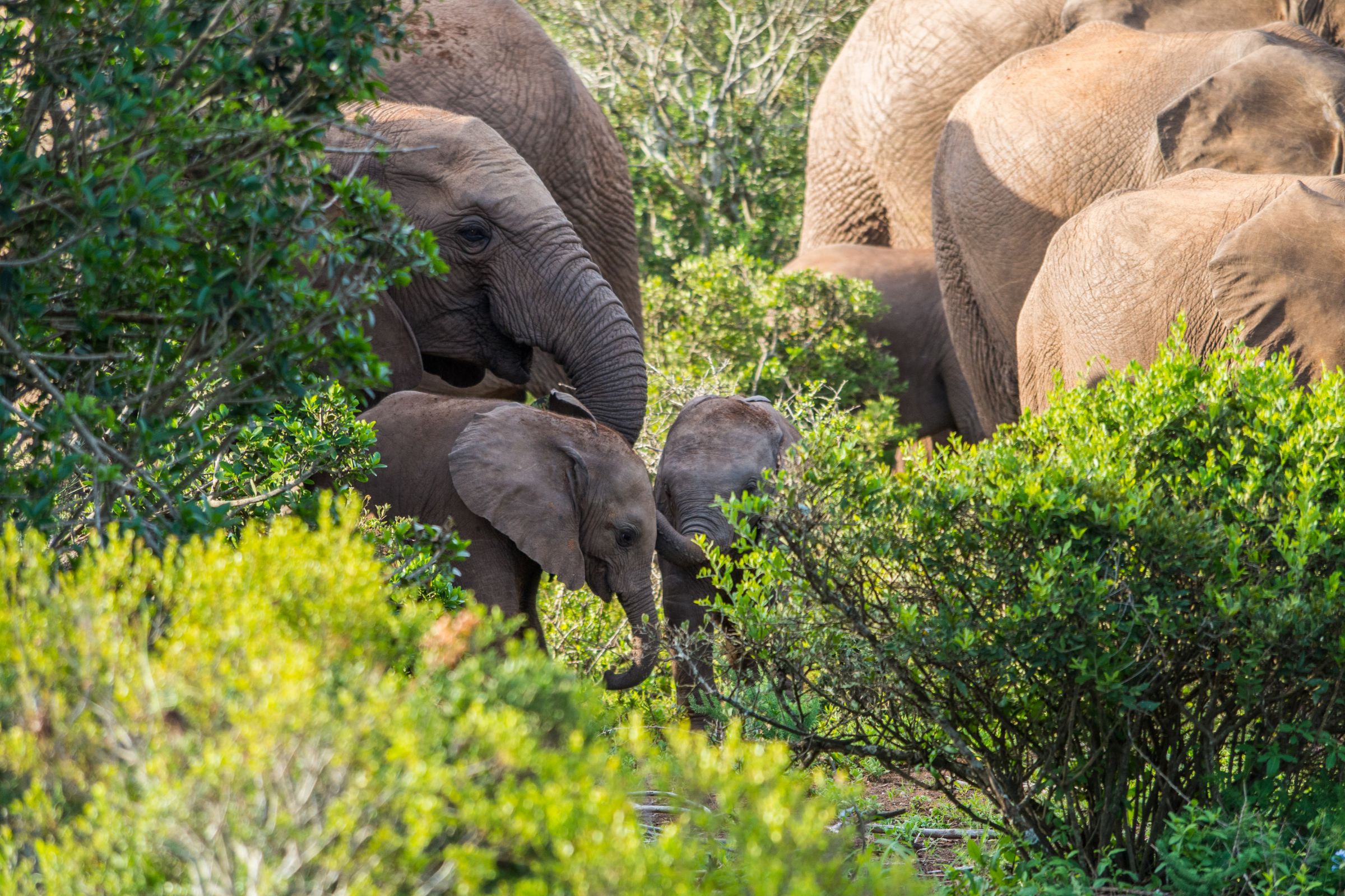 Self-Guided Safari in Addo Elephant National Park - 8 Facts | Weather ...