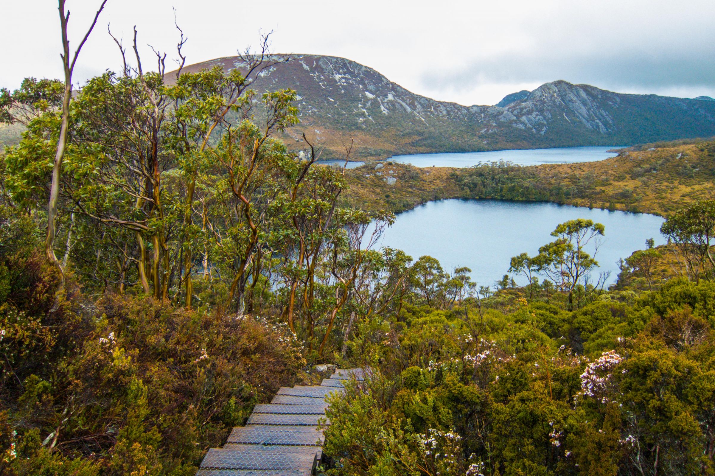 cradle mountain wildlife tour