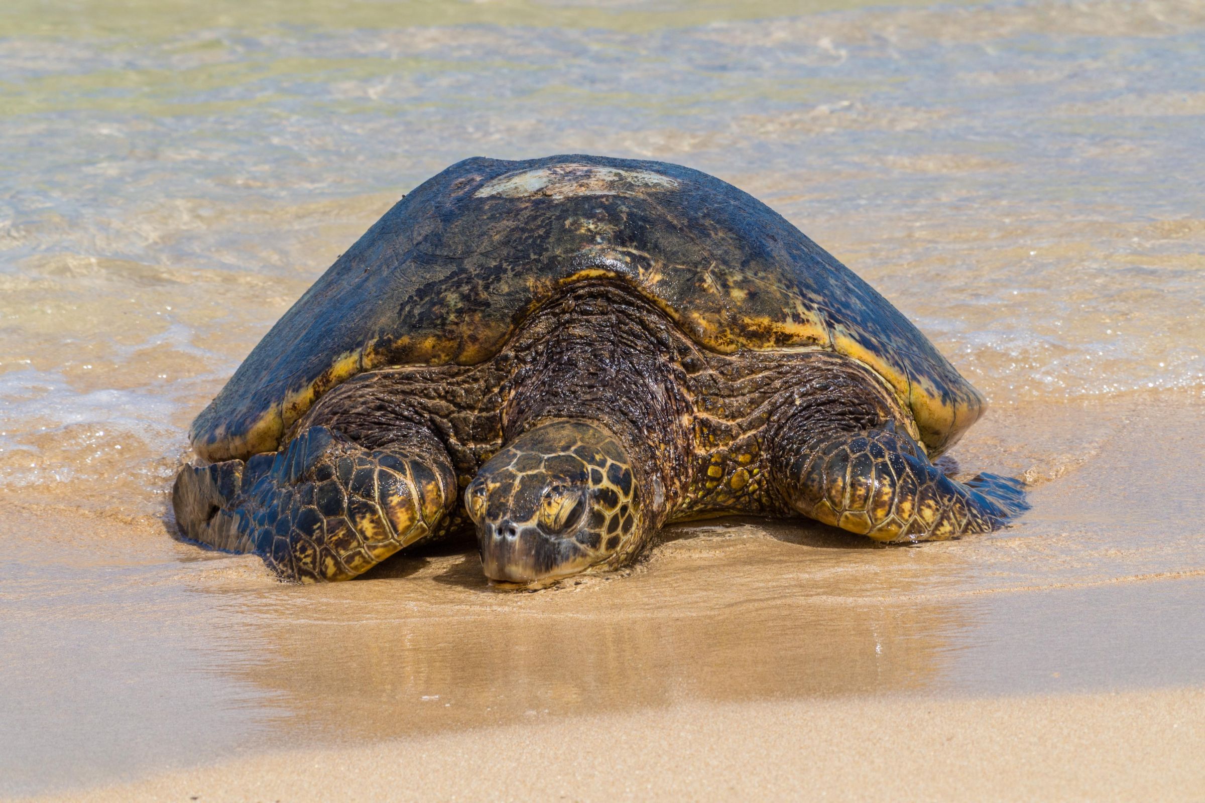 Tips And Seasons For Laniakea Turtle Beach In Oahu Hawaii