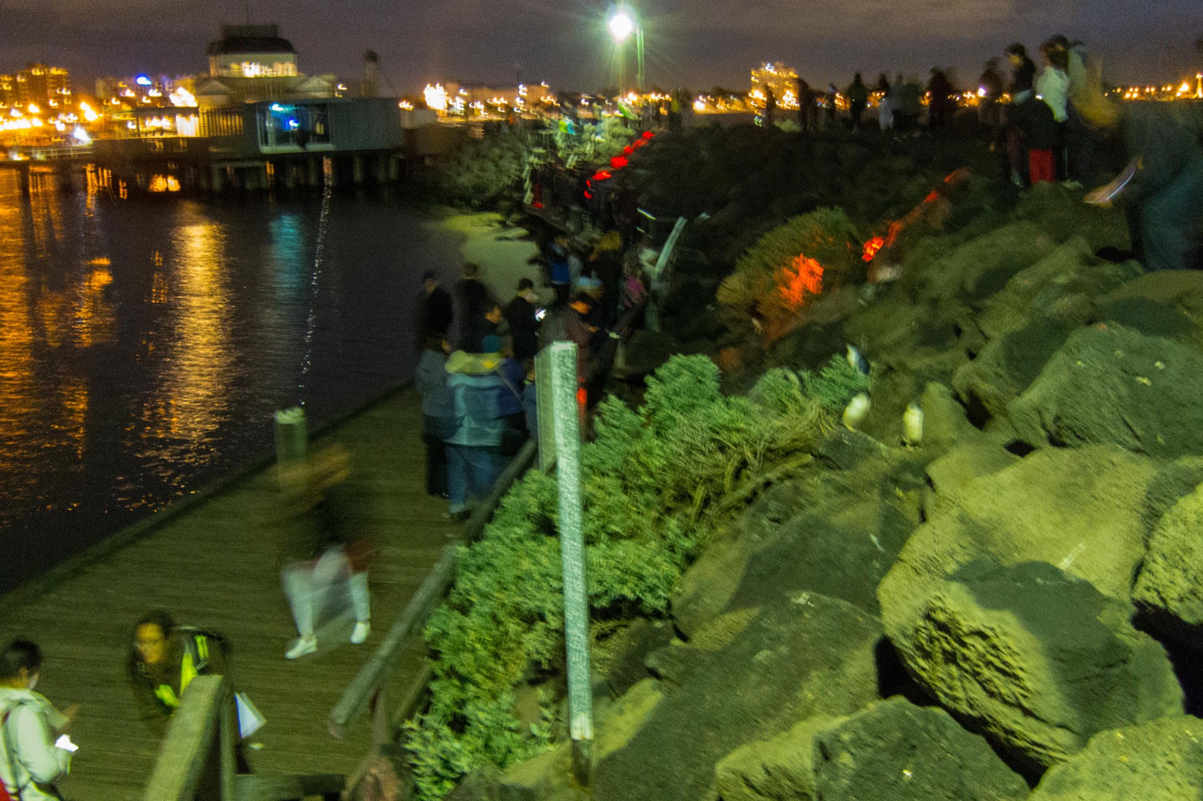 St. Kilda Little Penguins | Best Time To Visit | Tips Before You Go