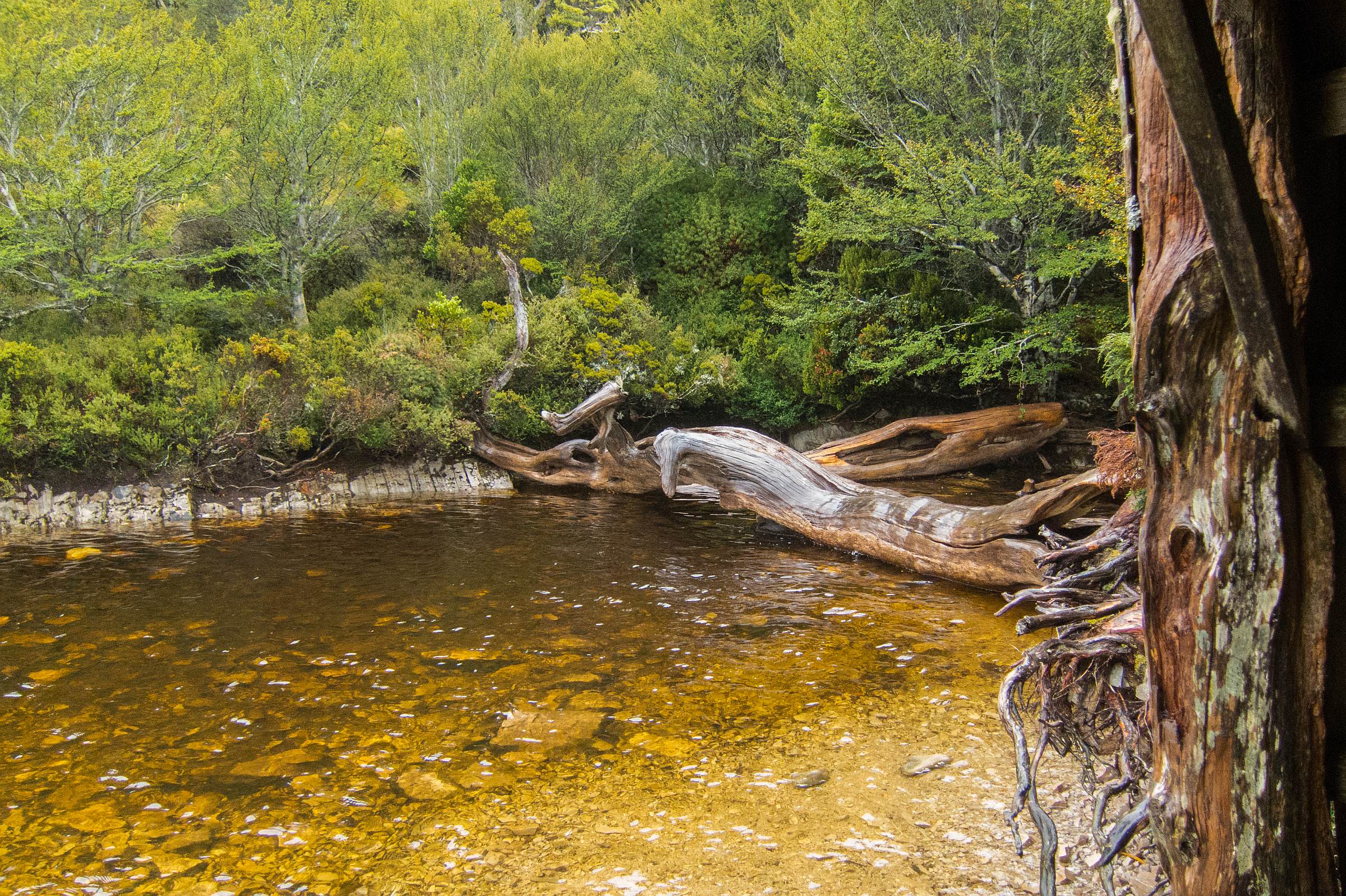 Cradle Mountain 5 Hikes and Walks + Wildlife Guide Best Time 2 Visit