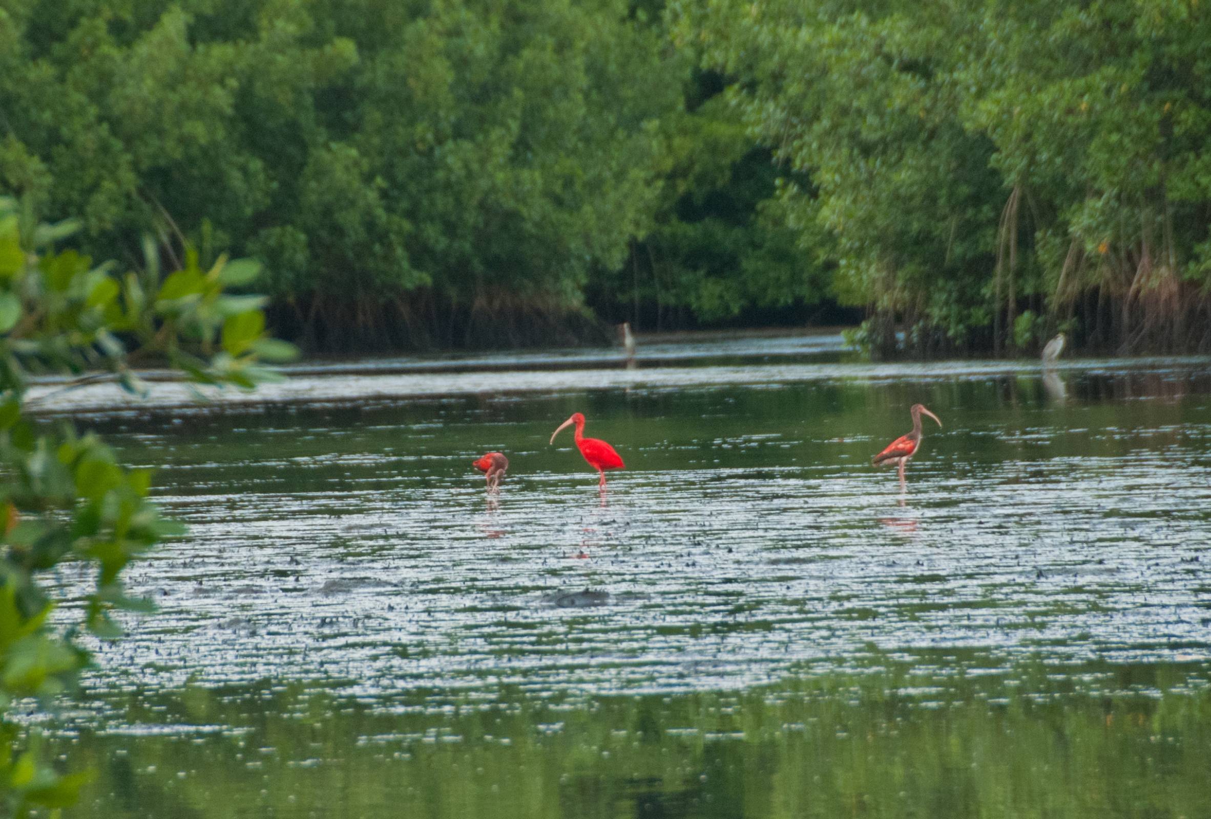 animals that live in the caroni swamp