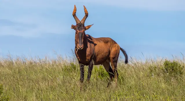 Red Hartebeest in Addo Elephant National Park