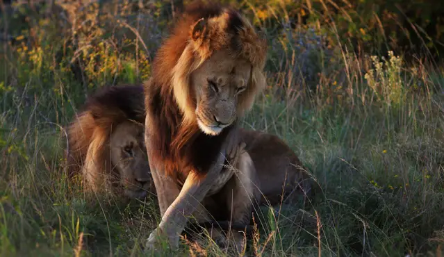 Lions uo close in the Addo National Park Nyathi Section