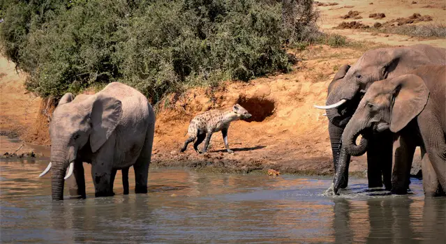 Addo Elephants and Hyena at a waterhole in the drier season