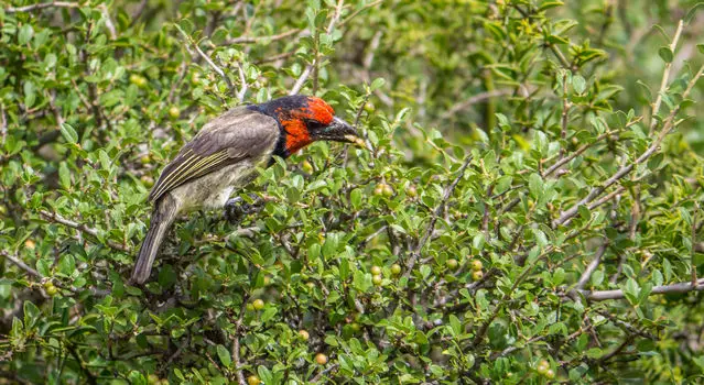 Birding in the Addo is outstanding - black collared barbet