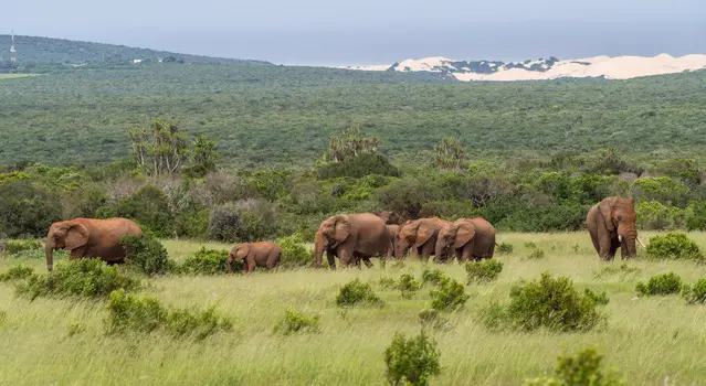Elephants in Addo in front of the Dunefield