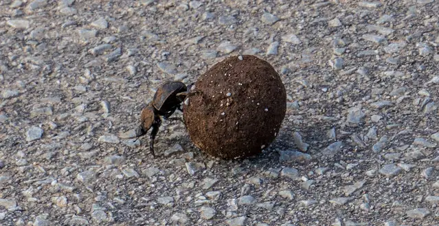 Dung beetle with ball on the road in Addo