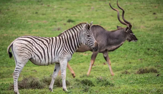 Gorah Loop mostly open grassland - Zebra and male Kudu in the back