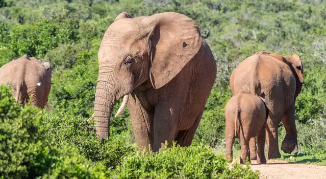 Harveys Loop in Addo with a herd of elephants