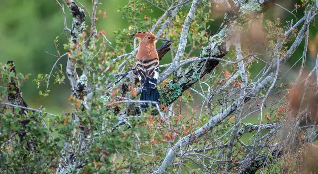 African hoopoe hiding in the bush