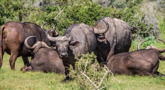 Ngulube Loop with a herd of cape buffalos