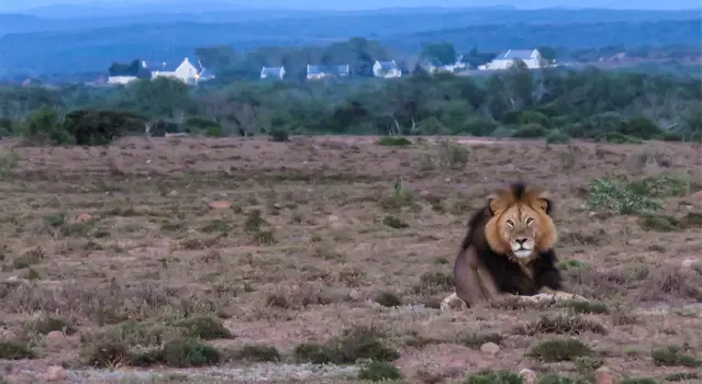 River Bend Lodge in the back and male lion in front in the evening
