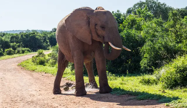 Mpunzi Loop direction Hapoor Dam - huge elephant doing pee
