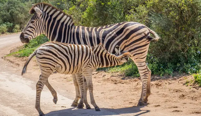 Vukani Loop - young zebra drinking milk