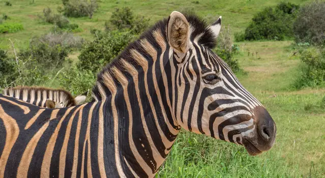 Zebra in the Mountain Zebra National Park