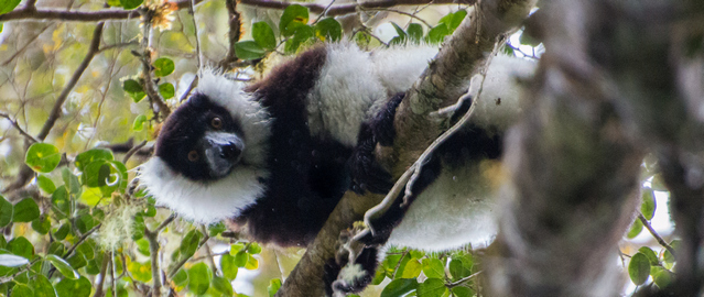 Black-and-white ruffed lemur in the Andasibe Mantadia National Park