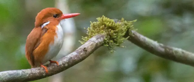 Pigmy Kingfisher in the Andasibe-Mantadia National Park