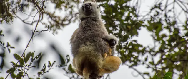 Diadem Sifaka in the Andasibe Mantadia National Park