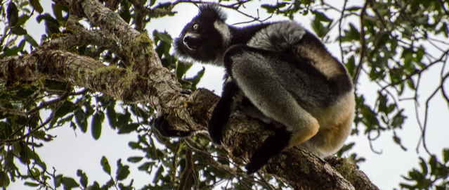 Indri in Analamazaotra Special Reserve