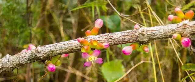 Orchids in the Andasibe-Mantadia National Park