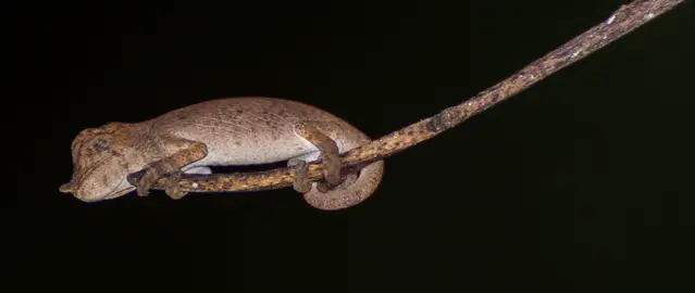 Chameleon on a night walk along the Analamazaotra Reserve