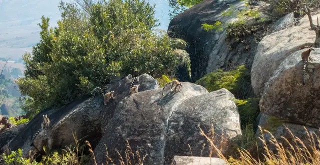 Cattas in the Andringitra National Park