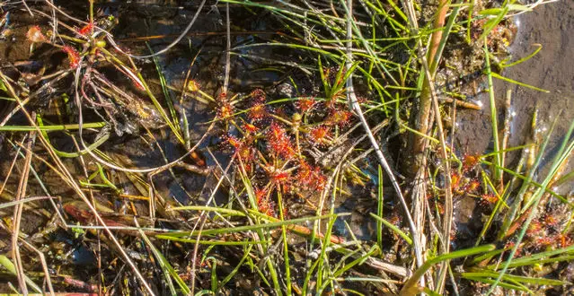 Sundew plant in the Andringitra National Park