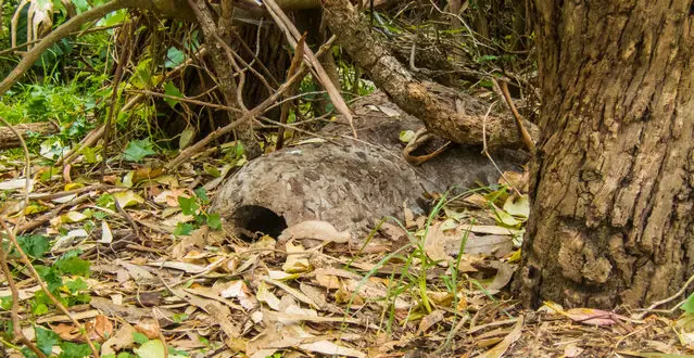 Penguin burrow in the garden in Bicheno