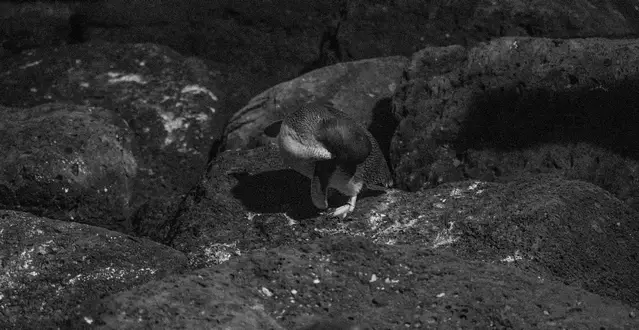 Little Blue Penguin on a rock in Bicheno during the night