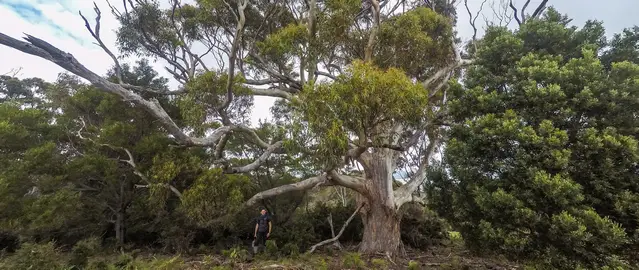 Hike to Bishop and Clerk on Maria Island