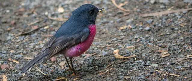 Pink Robin on the hiking trail to the Blue Tier Giant