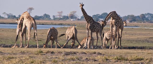 Giraffes in the Chobe National Park in Botsuana