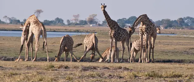 Giraffes in the Chobe National Park in Botsuana