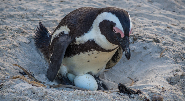 Breeeding penguins with two eggs