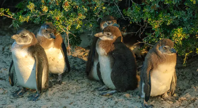 Penguin Chicks at Boulders Beach - Cape Town