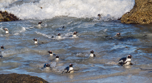 Penguins arrival at Foxy Beach in the late afternoon