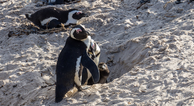 Foxy Beach - Penguins' parents and Chick