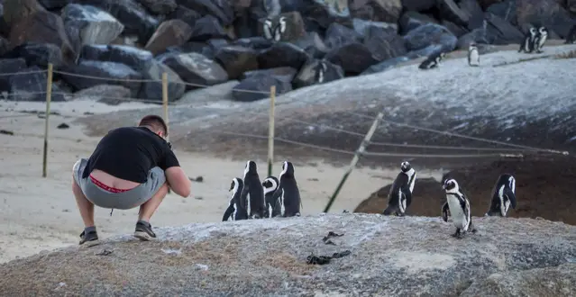 Stupid guy too close to the penguins, not respecting the distance