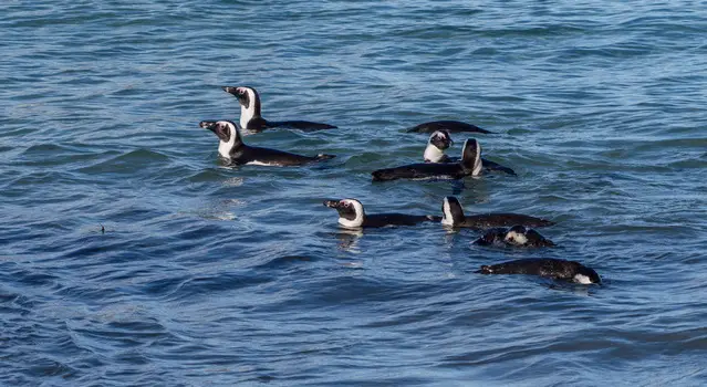 Penguins foraging at the sea