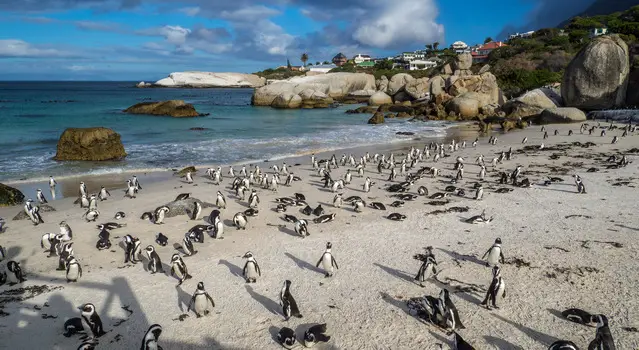 Boardwalk - Viewing area Foxy Beach; Boulders Beach National Park