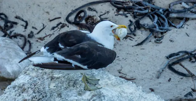 Kelp Gull with stolen penguin egg