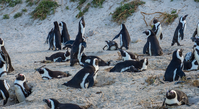 Foxy Beach Penguin Colony Breeding and Mating Season