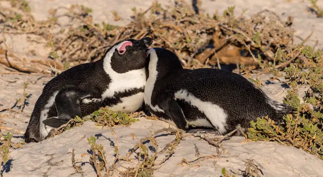 Penguin couple during the mating season