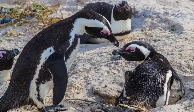 Boulders Beach Penguins pink glands indicate how much they cool down their blood