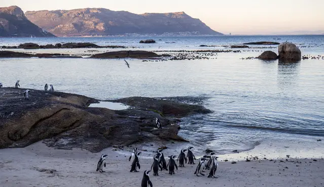 Seaforth Beach next to Foxy - fewer penguins