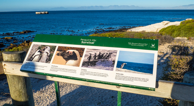 Foxy Beach - Information Sign about African Penguins