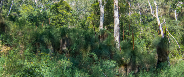 Lush vegetation along the red track in Bungonia