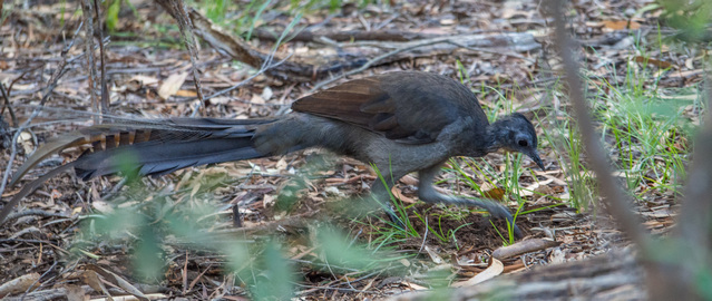 Lyrebird in the bush in Bungonia